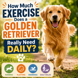 How Much Exercise Does a Golden Retriever Really Need Daily?
