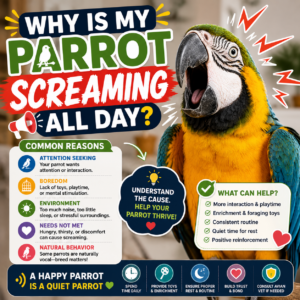 Why Is My Parrot Screaming All Day?