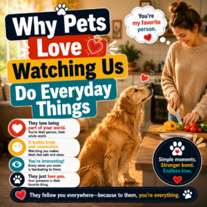Why Pets Love Watching Us Do Everyday Things: The Science of Household Surveillance